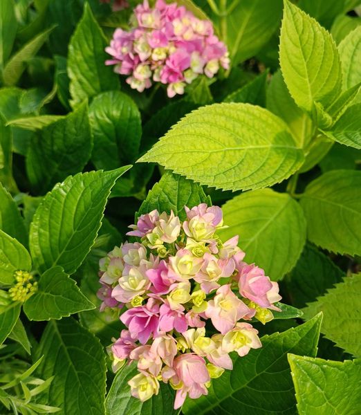 Hydrangea macrophylla 'You & Me Together'®